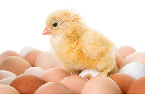 基于可见近红外高光谱技术对鸡种蛋性别鉴定的研究